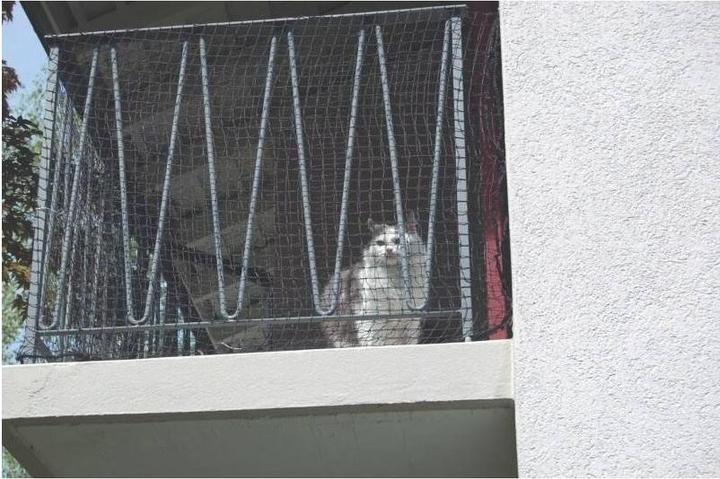 Produktbild Windhager Katzenschutz-Netz