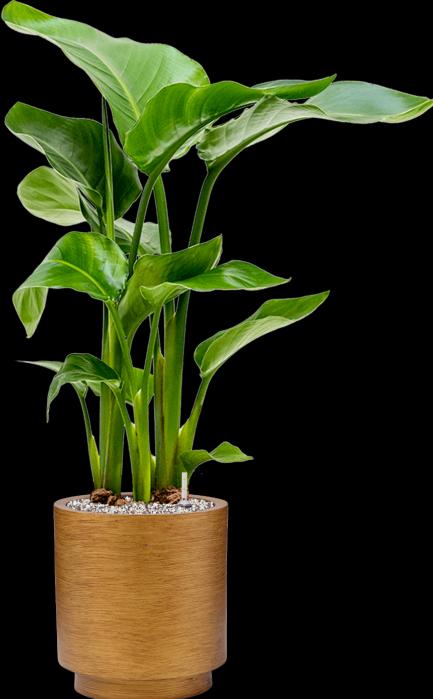 Actual product image Mahaloplants Strelitzia nicolai (65 cm)