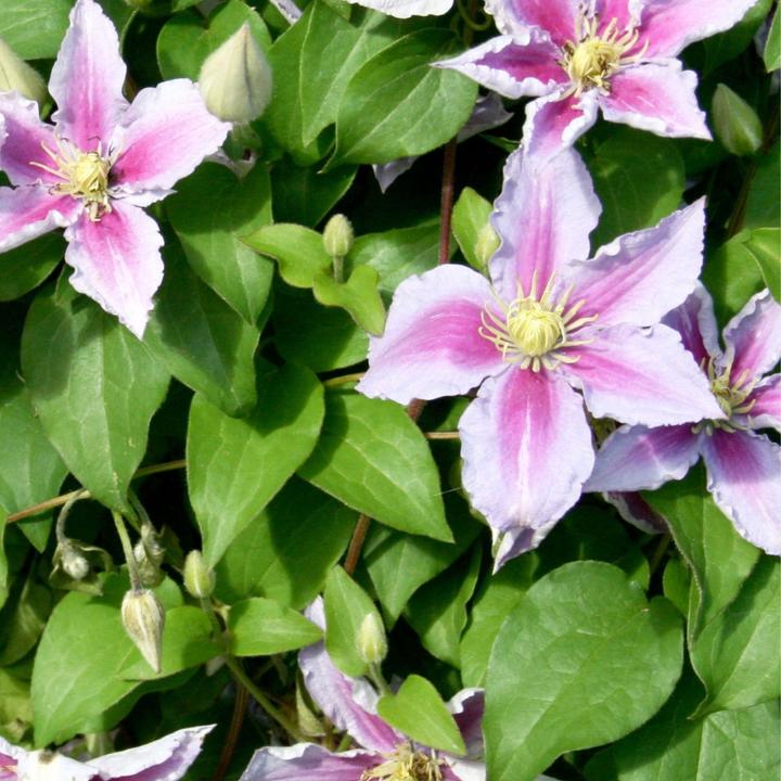 Actual product image Plant in a Box Clematis 'Hagley Hybrid' - Set of 3 clematis (25 cm)