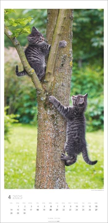 Produktbild Katzen Kalender 2025 (33 x 68 cm, Harter Einband, Deutsch)