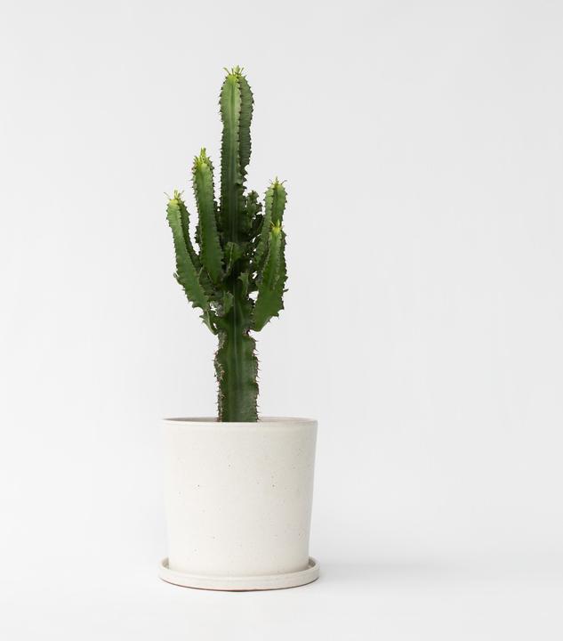 Produktbild Plant in a Box Euphorbia ingens - Kandelaber Euphorbie Kaktus (50 cm)