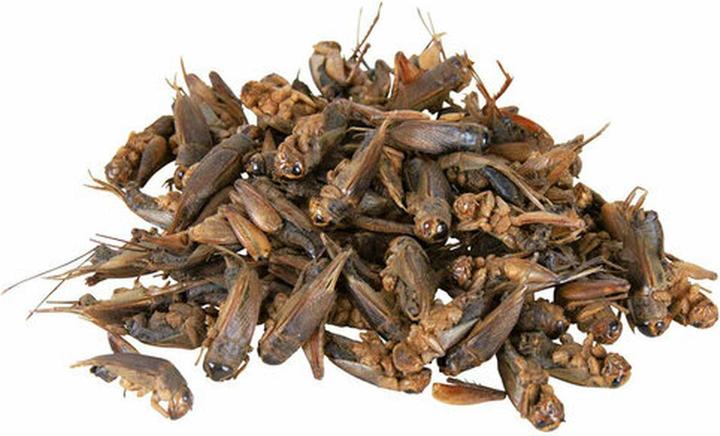 Produktbild Trixie Grillen (1 x, 0.03 kg)