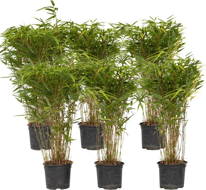 Plant in a Box Fargesia nitida 'Gansu' - Bambù del Gansu (50 cm)