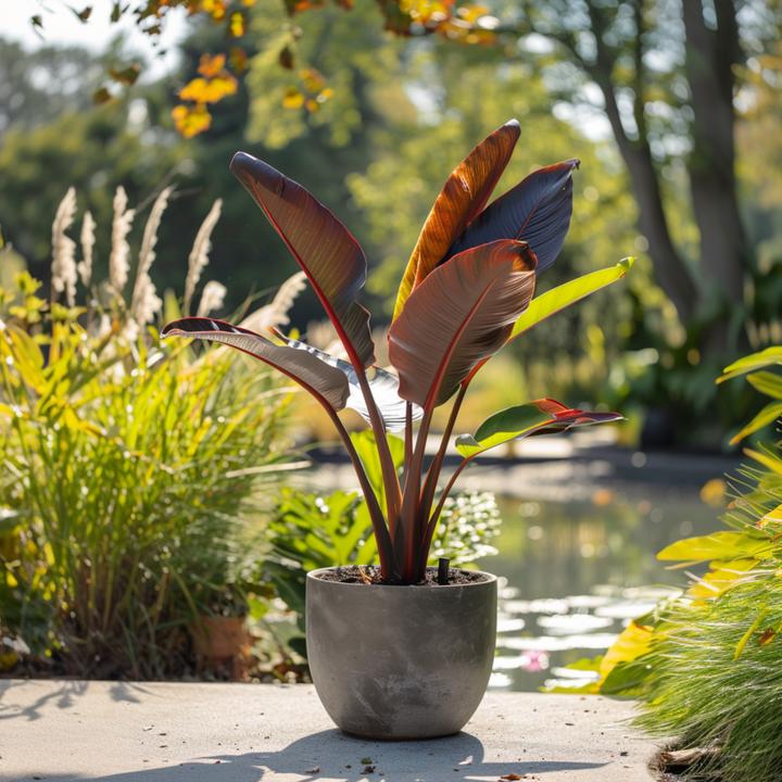 Immagine prodotto Plant in a Box Ensete ventricosum Maurelli - Set di 2 banane rosse (20 cm)