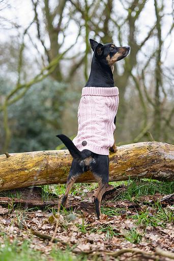 Produktbild Designed by Lotte Hundepullover Haida (40, Hundepullover)