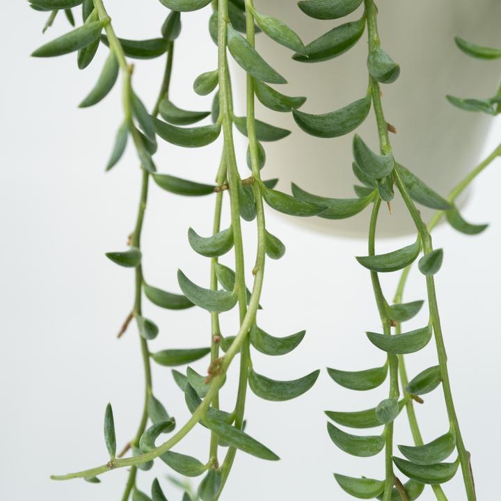 Image du produit Plant in a Box Senecio radicans - Senecio du bananier (10 cm)