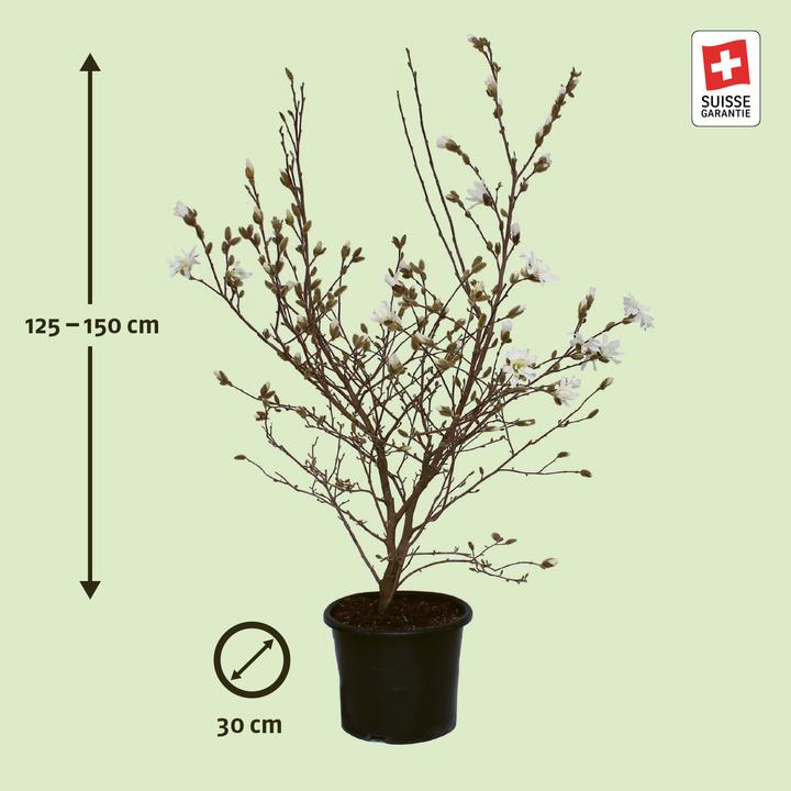 Immagine prodotto Zulauf Stern-Magnolie / Magnolia stellata (150 cm)