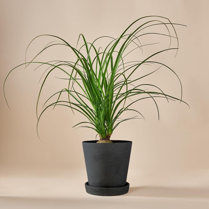 Actual product image Mary and Plants Ponytail Palm (50 cm)