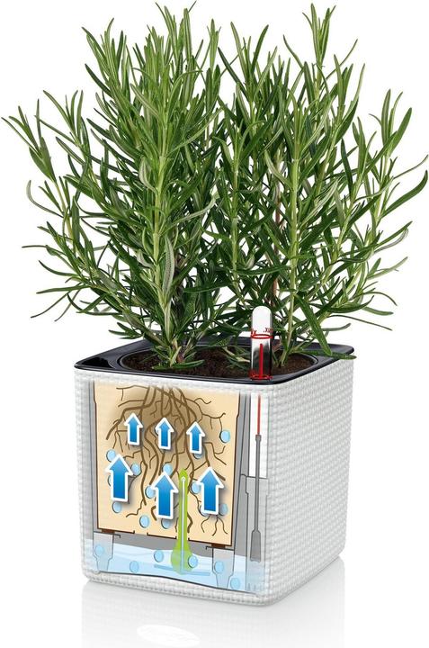 Immagine prodotto Lechuza Green Wall Home Kit (15 cm)