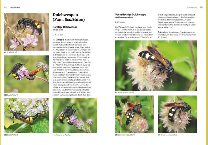 Immagine prodotto Das grosse Handbuch Insekten (Tedesco, Ewald Gerhardt, 2021)