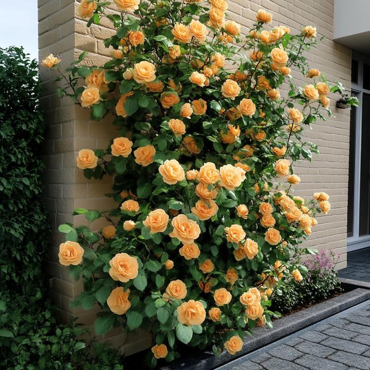 Image du produit Plant in a Box Camellia japonica Brushfield Yellow - Lot de 2 roses japonaises (50 cm)
