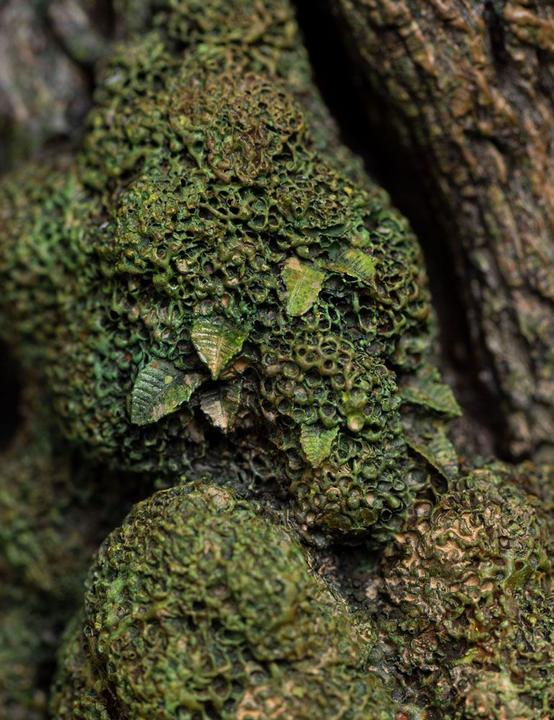 Actual product image Weta Workshop Le Seigneur des Anneaux statuette 1/6 Leaflock the Ent 76 cm