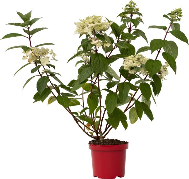 Immagine prodotto Plant in a Box Hydrangea paniculata "Wim's Red" - Ortensia (25 cm)