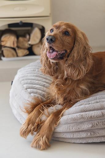 Actual product image Designed by Lotte Reza reclining cushion (Dog)