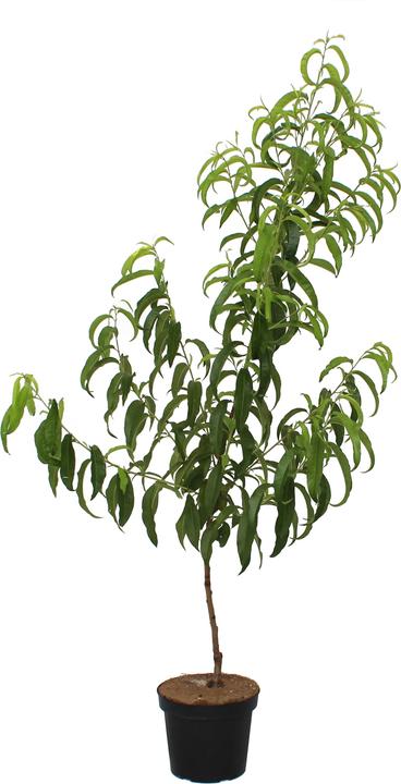 Zulauf Pfirsich / Prunus (PFI) 'Rich Lady'