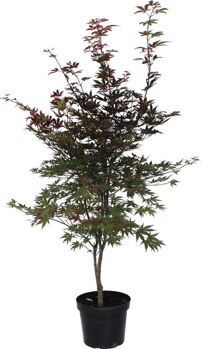 Image du produit Zulauf Japanischer Fächer-Ahorn / Acer palmatum 'Atropurpureum' (80 cm)