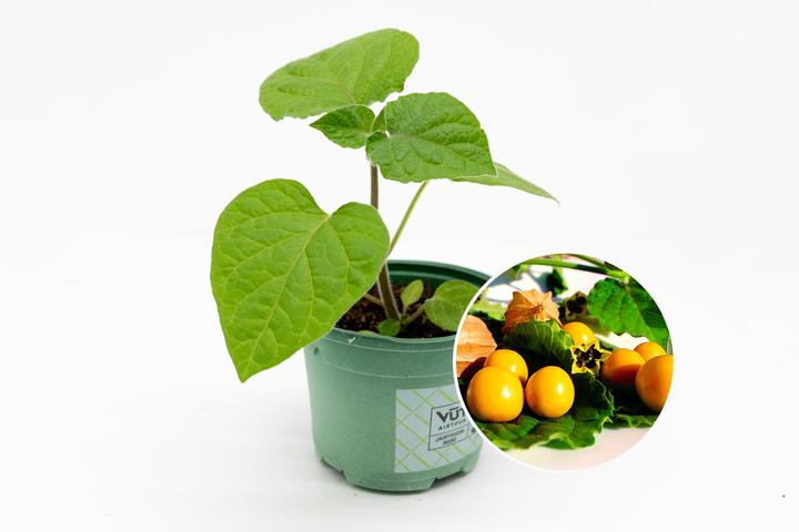 Produktbild Zollinger Bio Setzling, Physalis, Andenbeere (100 cm)