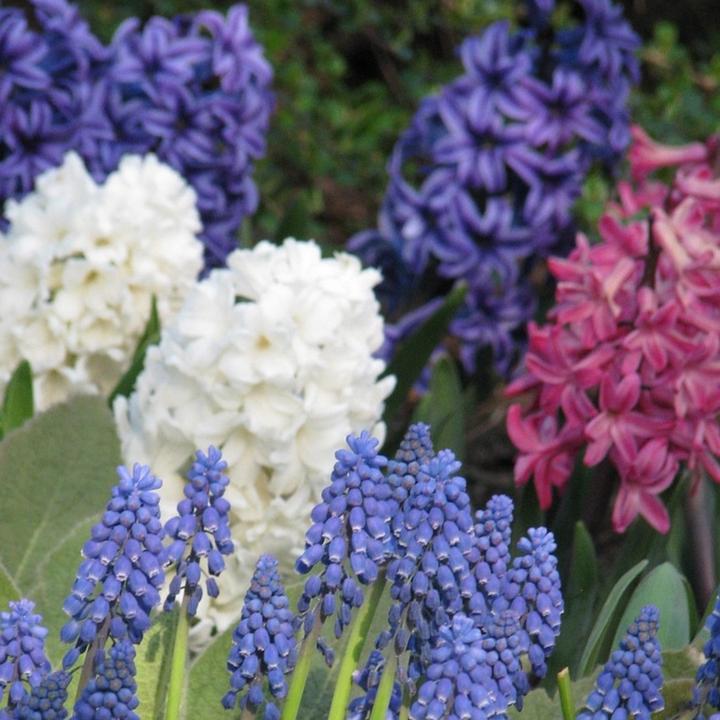 Produktbild Plant in a Box Hyacinthus - 10er-Set Hyazinthenzwiebeln (50 cm)