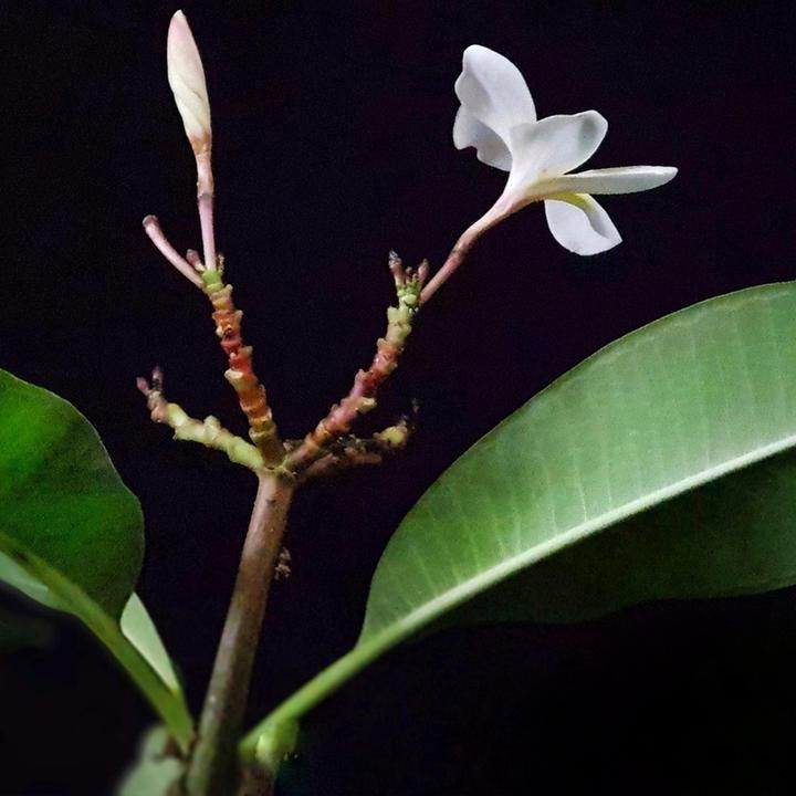Produktbild Plant in a Box Plumeria Frangipani - Hawaii pflanze (54 cm)