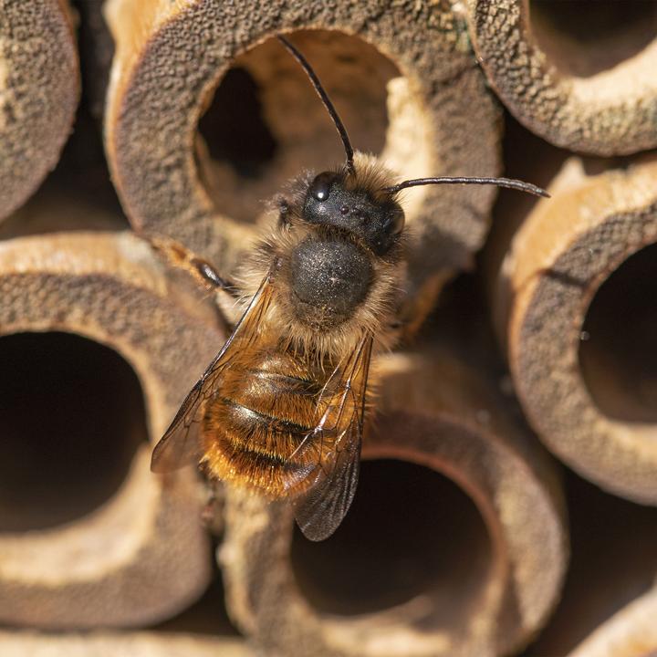 Actual product image Relaxdays Insect Hotel (Wild bees, Bee, Digger wasps)
