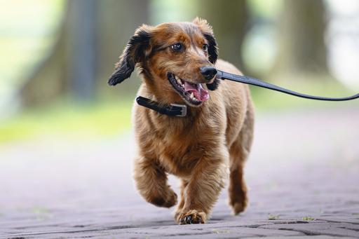 Actual product image Beeztees Bz Balacron Collar Ax Black (23, 24, 25, Dog, Dog sport)