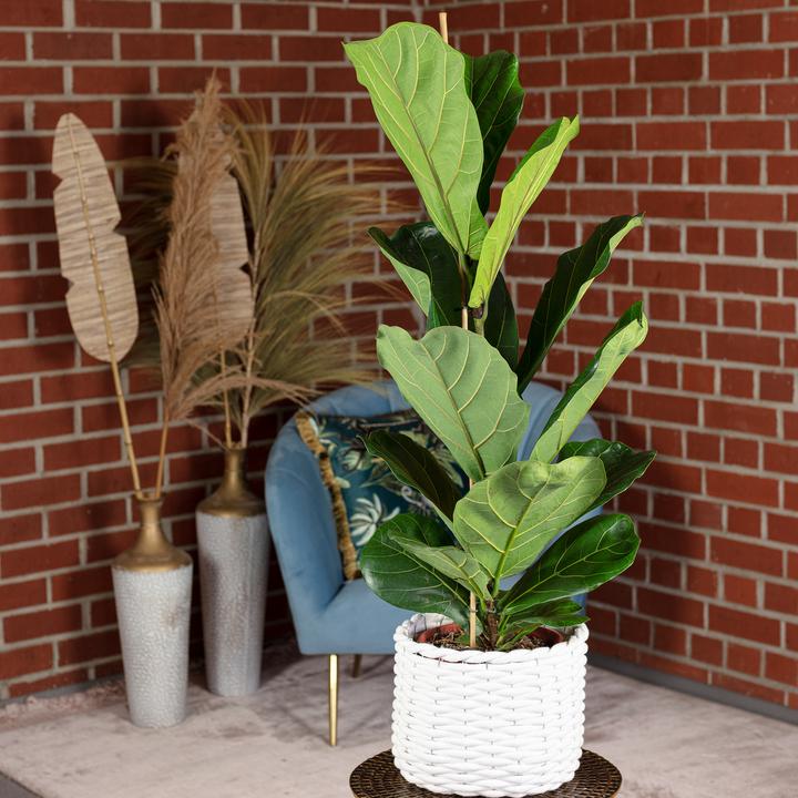 Produktbild Flowerbox Geigenfeige - Ficus Lyrata (100 cm)