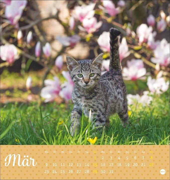 Image du produit Katzen Postkartenkalender Kleine Tiger 2026 (16 x 17 cm, Couverture rigide, Allemand)