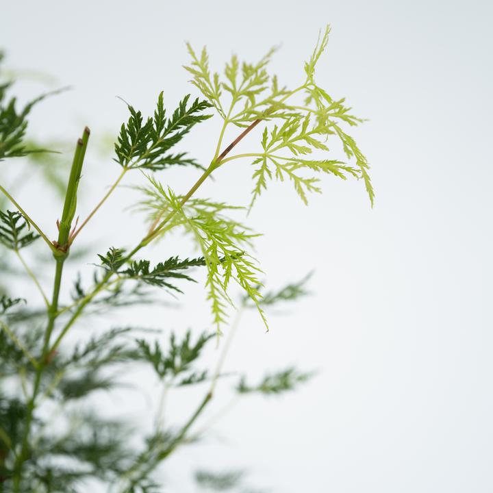 Immagine prodotto Plant in a Box Acer palmatum 'Emerald Lace' - set di 2 alberi di acero (60 cm)