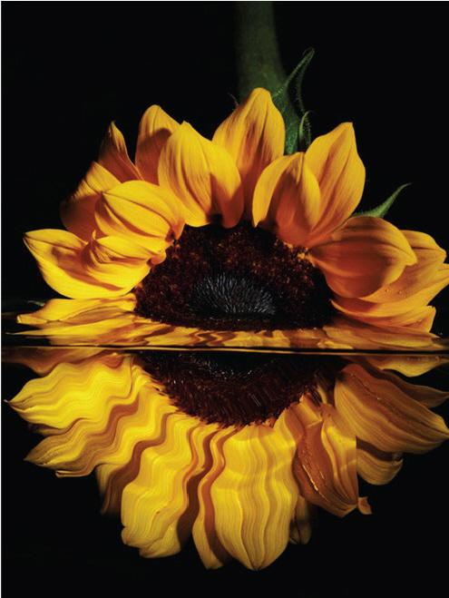 Produktbild Pracht Diamond Painting 6037-40331 Sonnenblume 25 x 35 cm