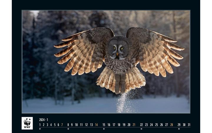 Produktbild Simplex Kalender WWF 2024 (48.5 x 34 cm)