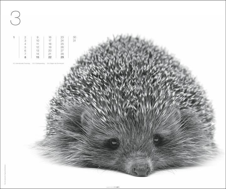 Actual product image Black & White Animals 2026 (55 x 46 cm, Hardcover, German)