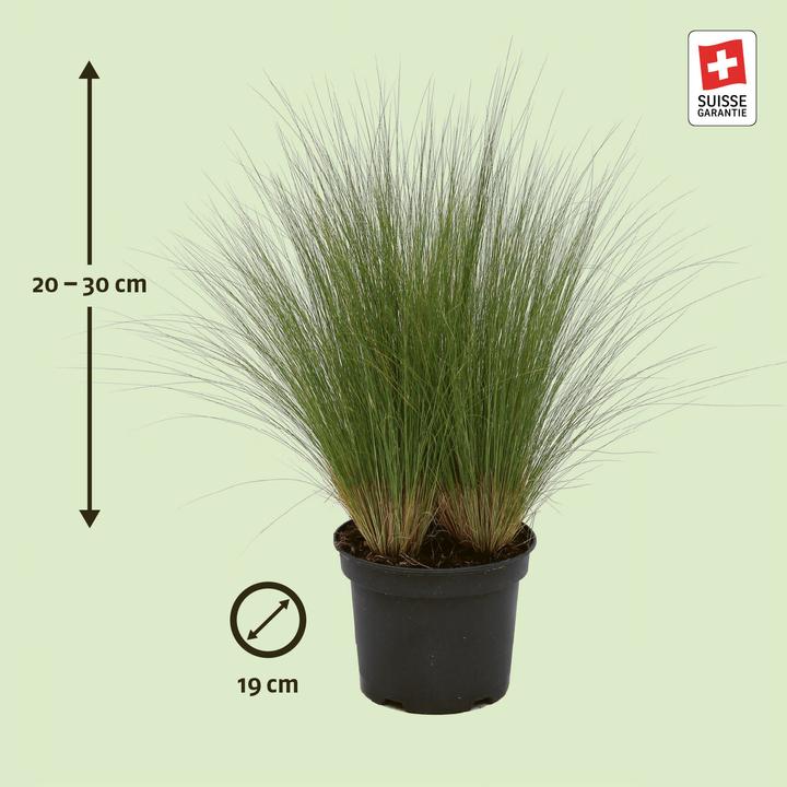 Produktbild Zulauf Stipa tenuissima 'Pony Tails' / Mädchenhaargras 'Pony Tails' (20 cm)