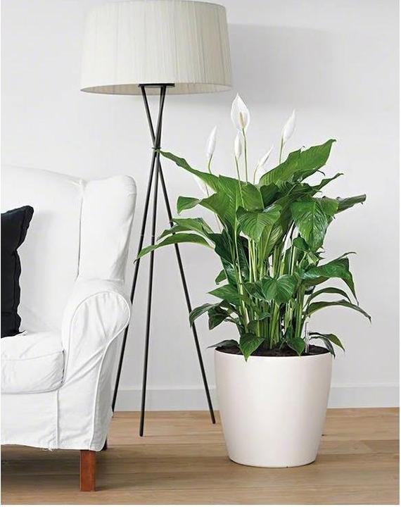 Produktbild Lechuza Classico Color (34.50 cm)