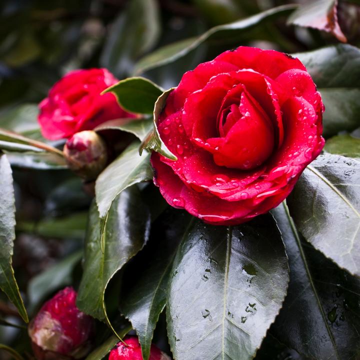 Produktbild Plant in a Box Camellia japonica Lady Campbell - Japanische Rose (50 cm)