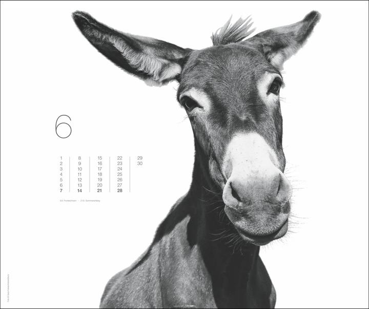 Actual product image Black & White Animals 2026 (55 x 46 cm, Hardcover, German)