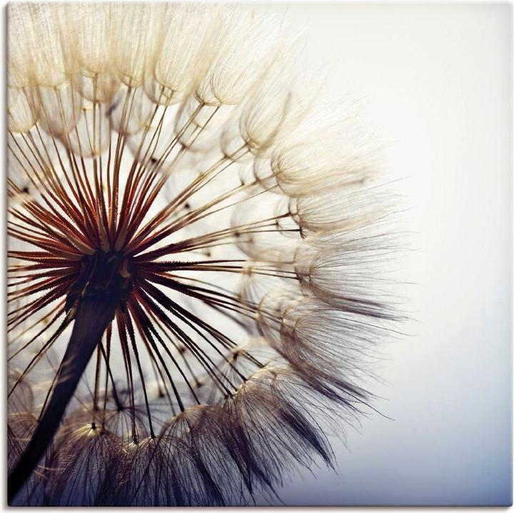 Produktbild Artland Grosse Pusteblume T4RE (50x50 cm)