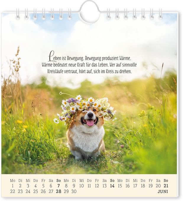 Produktbild Postkartenkalender 2026 Lebenszeichen (16 x 17 cm, Deutsch)