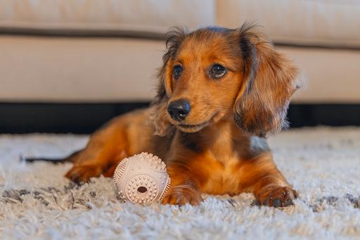 Immagine prodotto Beeztees Palla dentale per cuccioli (Gioco da masticare per cani)