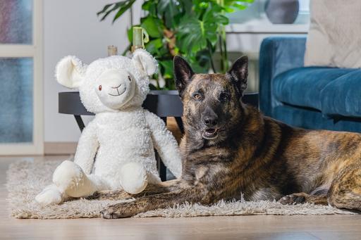 Actual product image Beeztees Bz Plu HD Splz XL Sheep Jessy (Plush toy dog)