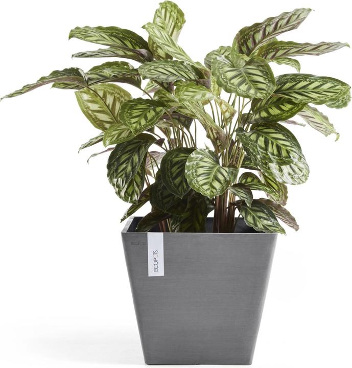Image du produit Ecopots Rotterdam (40 cm)