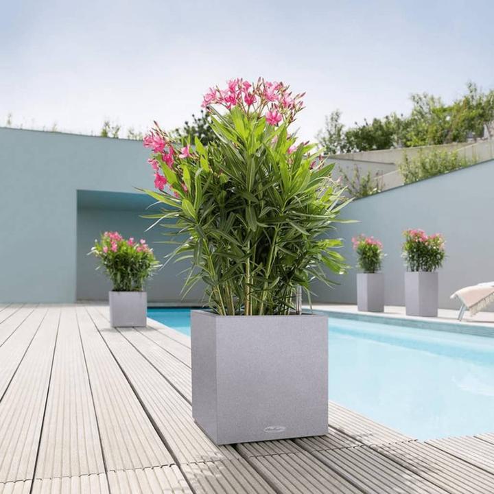 Actual product image Lechuza Canto (30 cm)
