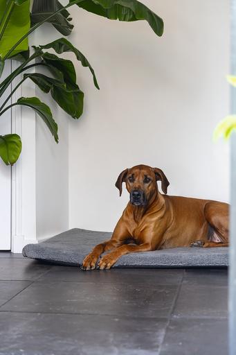 Productafbeelding Beeztees Ito (Hond)