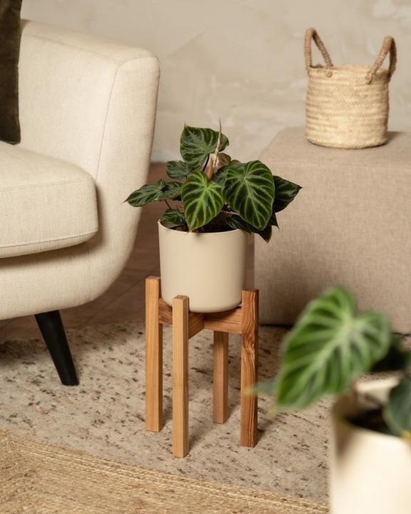 Image du produit feey Support pour plantes (Stelion | 16 cm Ø)