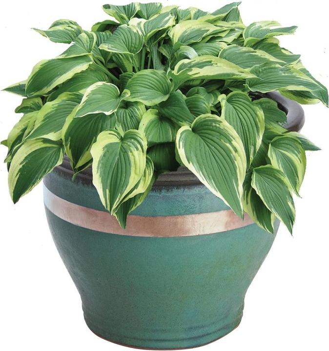 Actual product image Garland Kupferband gegen Schnecken 4 m