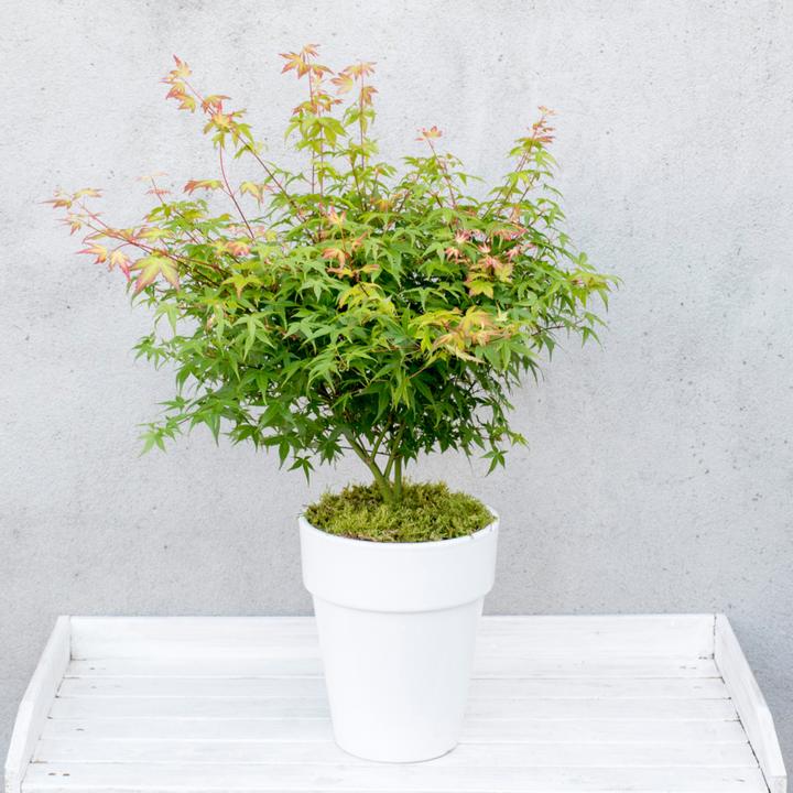 Actual product image Plant in a Box Acer palmatum 'Little Princess' - Japanese maple (45 cm)