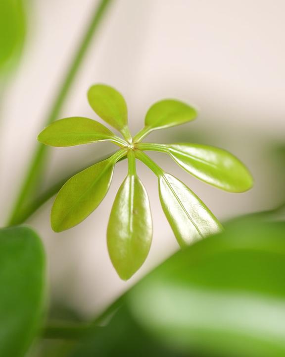 Immagine prodotto feey Schefflera (55 cm, Appena rinvasata)