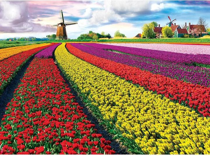 Actual product image Eurographics Tulip Fields Netherlands (1000 pieces)