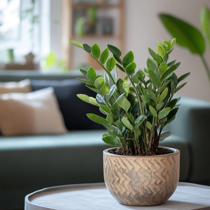 Image du produit Plant in a Box Zamioculcas Zamiifolia - Plume porte-bonheur (65 cm)