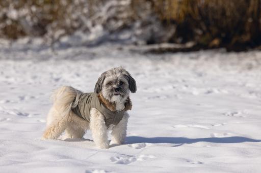 Immagine prodotto Designed by Lotte Cappotto per cani Philos (XXL, Cappotto per cani)