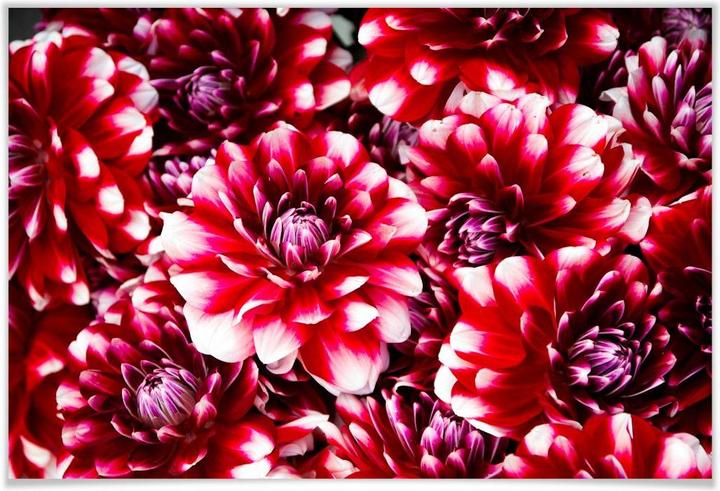 Actual product image Trenddeko Red flower splendour (100 x 70 cm)
